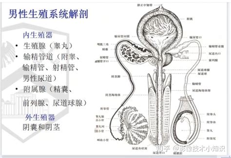 男生的下體|男性生殖系統